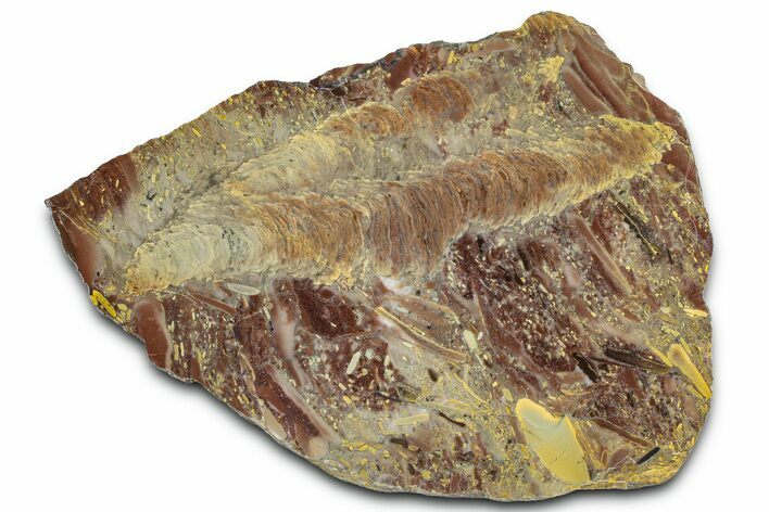 Polished Stromatolite (Jurusania) From Russia - Million Years #362937